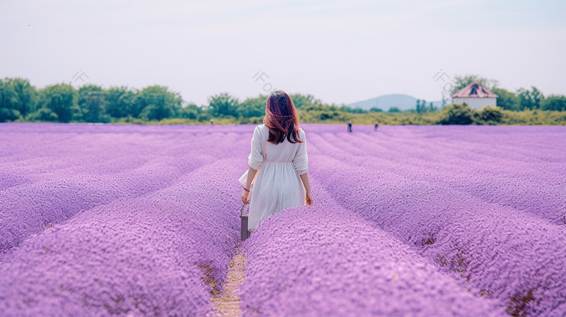 紫色花田里的女孩背影唯美写真实拍摄影图,高清,摄影图,摄影图片,图片大全,摄影图免费下载